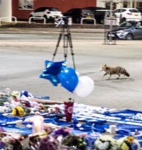 เผยภาพสุนัขจิ้งจอกสัญลักษณ์สโมสร ร่วมส่งเจ้าของทีมขึ้นสวรรค์