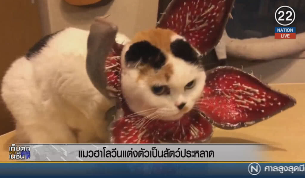 (คลิปข่าว) แมวฮาโลวีน แต่งตัวเป็นสัตว์ประหลาด (คลิปข่าว) แมวฮาโลวีน แต่งตัวเป็นสัตว์ประหลาด