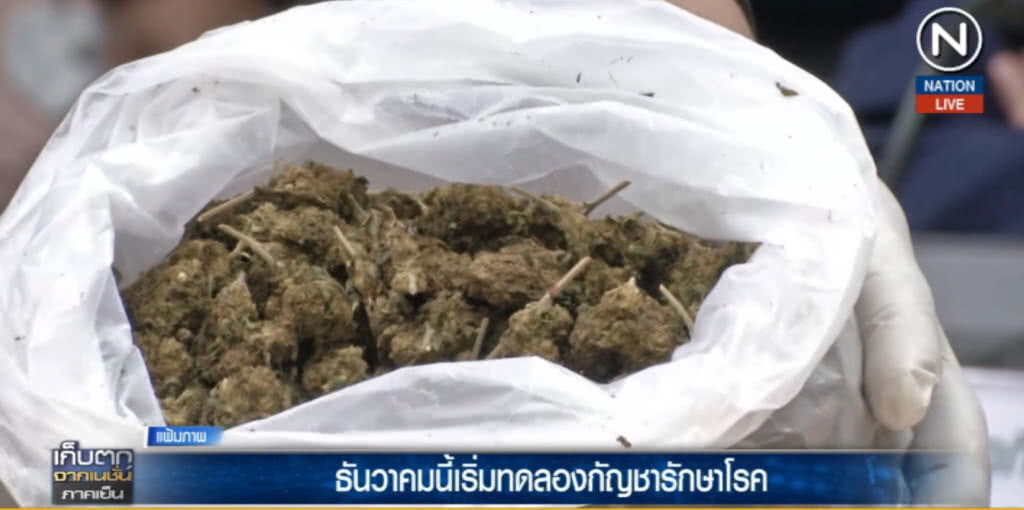 (คลิปข่าว) ธ.ค.นี้ เริ่มทดลองกัญชารักษาโรค