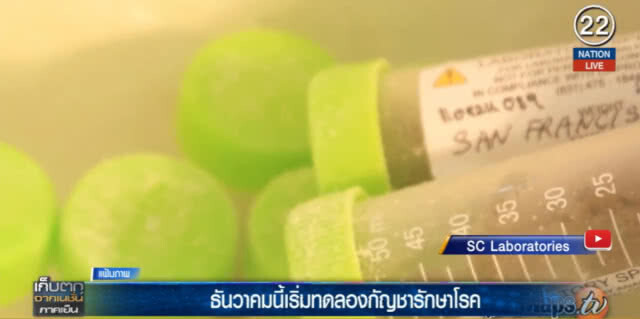 (คลิปข่าว) ธ.ค.นี้ เริ่มทดลองกัญชารักษาโรค