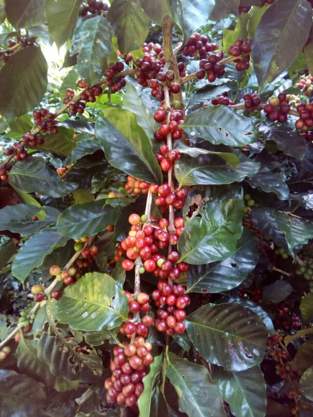 "มูเซอ"บุกตลาดกาแฟสร้างแบรนด์ชูเอกลักษณ์เฉพาะถิ่น