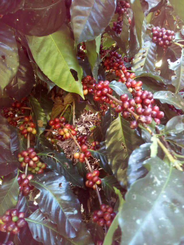 "มูเซอ"บุกตลาดกาแฟสร้างแบรนด์ชูเอกลักษณ์เฉพาะถิ่น