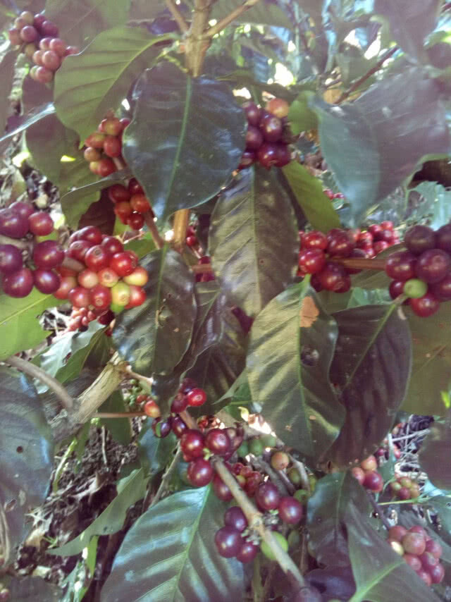 "มูเซอ"บุกตลาดกาแฟสร้างแบรนด์ชูเอกลักษณ์เฉพาะถิ่น