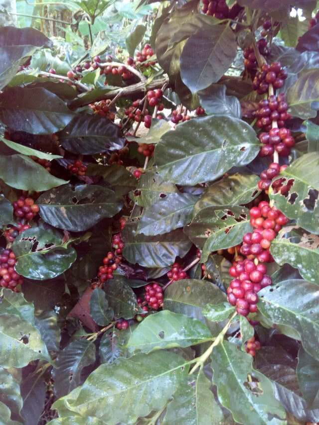 "มูเซอ"บุกตลาดกาแฟสร้างแบรนด์ชูเอกลักษณ์เฉพาะถิ่น