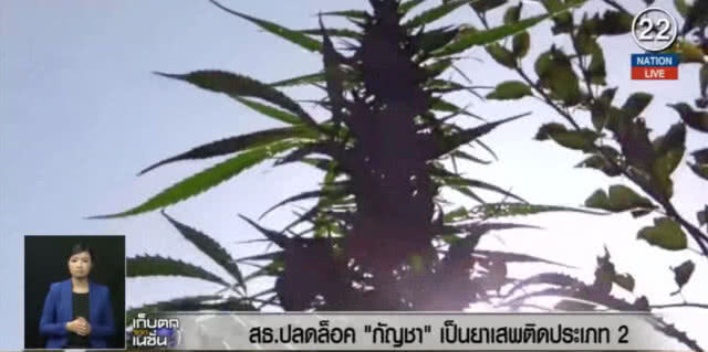 (คลิปข่าว) เตรียมปลดล็อคกัญชา เป็นยาเสพติดประเภท 2 ใช้ทางการแพทย์