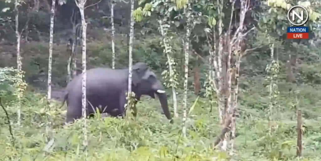 (คลิปข่าว) ช้างป่านครฯ เข้าข่ายลักษณะช้างมงคล "ตระกูลวิษณุพงศ์"