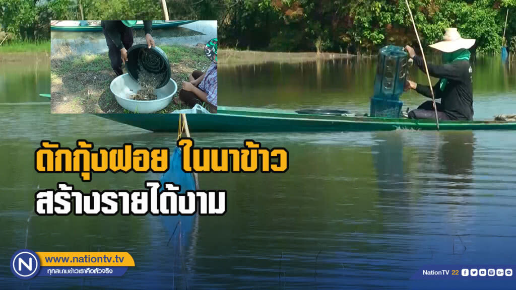 ดักกุ้งฝอยในนาข้าวสร้างรายได้งาม ระหว่างรอทำนา