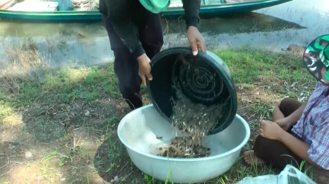 ดักกุ้งฝอยในนาข้าวสร้างรายได้งาม ระหว่างรอทำนา