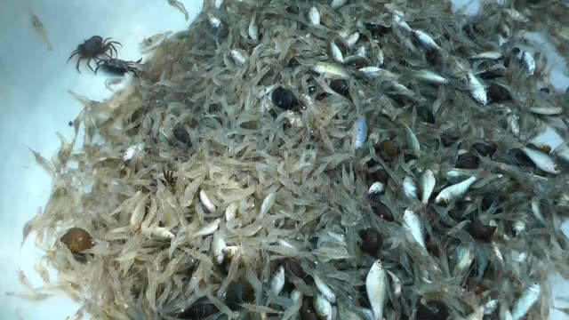 ดักกุ้งฝอยในนาข้าวสร้างรายได้งาม ระหว่างรอทำนา