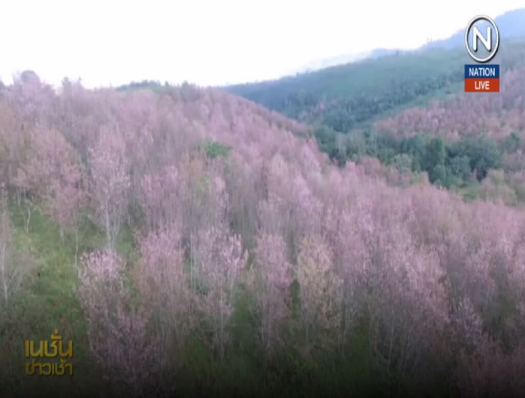 (คลิปข่าว) ภูหินร่องกล้า ห้ามรถขึ้น จัดระเบียนดูนางพญาเสือโคร่ง