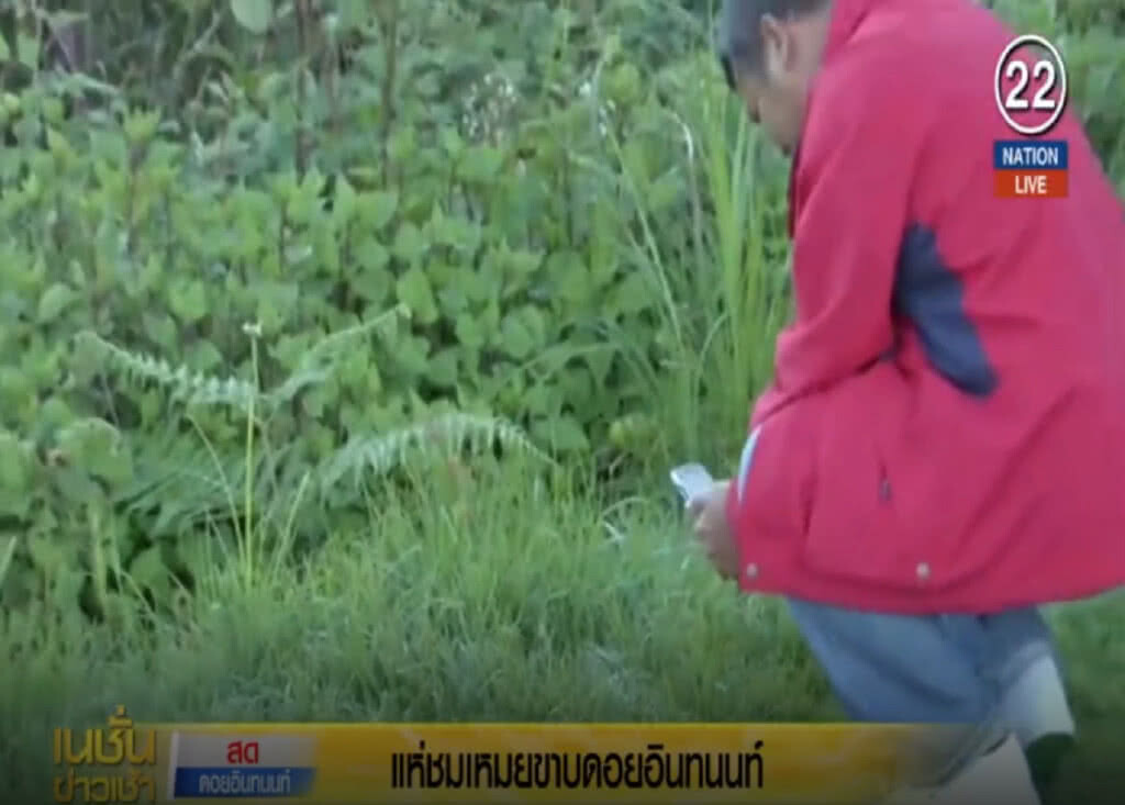 (คลิปข่าว) ดอยอินทนนท์คึกคัก นทท.แห่ขึ้นชม "เหมยขาบ"