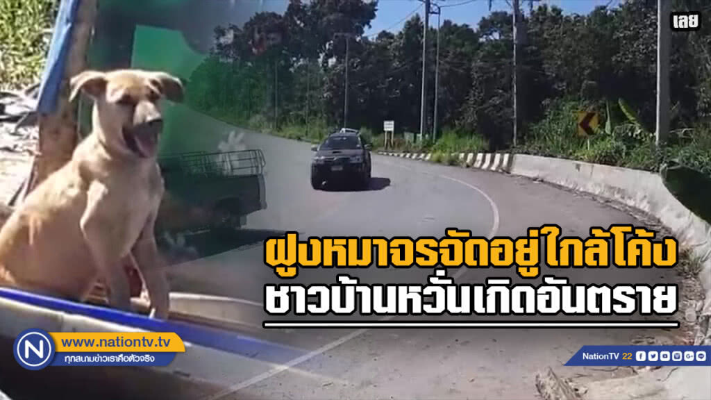 น้องหมากว่า 40 ตัววิ่งผ่านไป-มาโค้งบ่อขยะ หวั่นเกิดอุบัติเหตุกับรถที่สัญจร