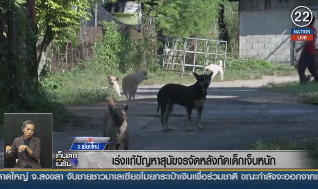 (คลิปข่าว) เร่งหาทางแก้ปัญหาสุนัขจรจัด หลังกัดเด็กเจ็บหนัก