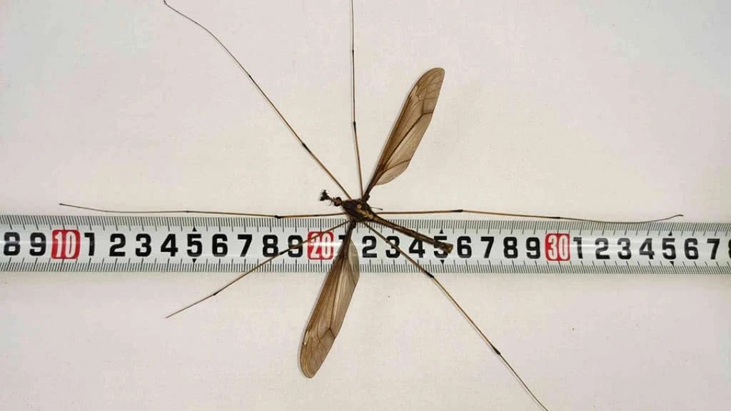 จีนพบ ‘ยุงตัวใหญ่ที่สุดในโลก’ไม่กิน"เลือด" แต่กิน"น้ำหวาน" จีนพบ ‘ยุงตัวใหญ่ที่สุดในโลก’ไม่กิน"เลือด" แต่กิน"น้ำหวาน"