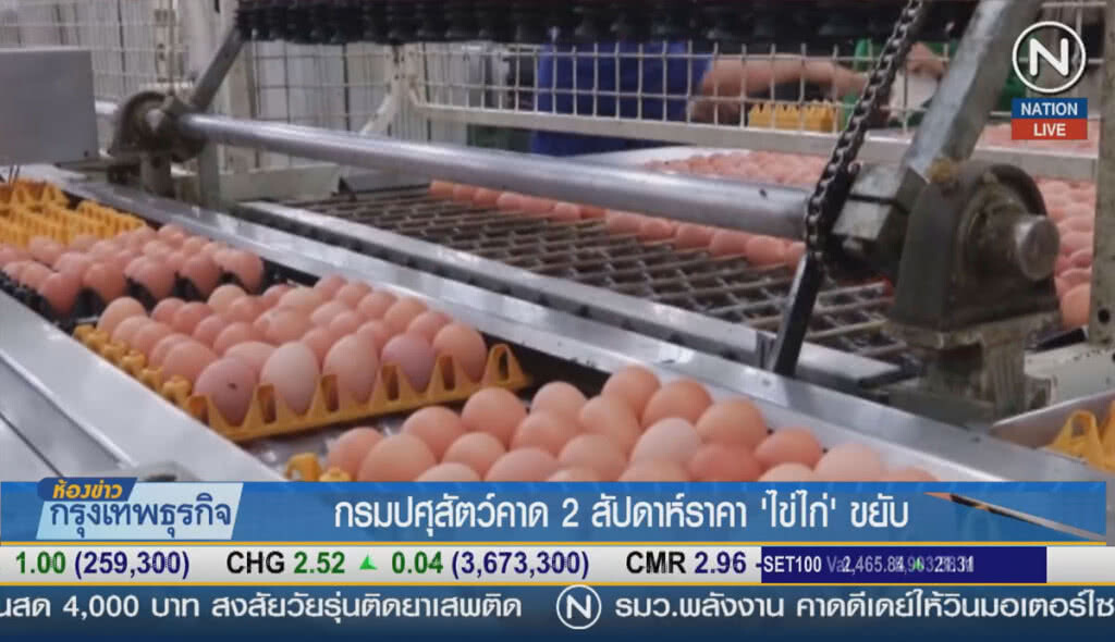 (คลิปข่าว) กรมปศุสัตว์คาด 2 สัปดาห์ ราคา "ไข่ไก่" ขยับ