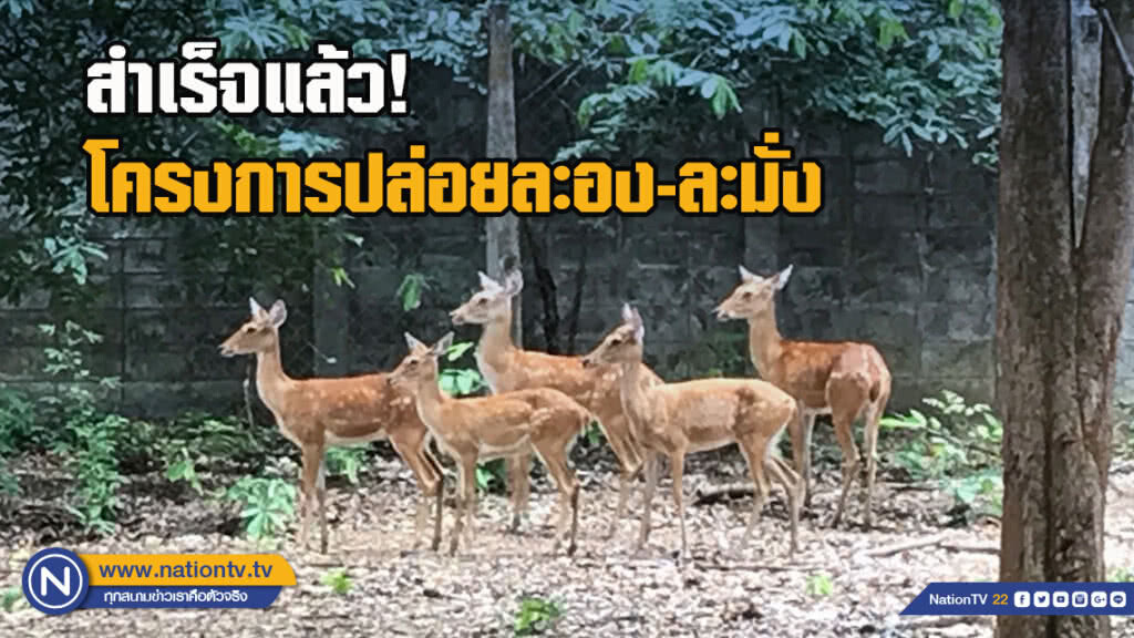 สำเร็จแล้ว!โครงการปล่อยละอง-ละมั่ง ในเขตรักษาพันธุ์สัตว์ป่าพนมดงรัก สำเร็จแล้ว!โครงการปล่อยละอง-ละมั่ง ในเขตรักษาพันธุ์สัตว์ป่าพนมดงรัก