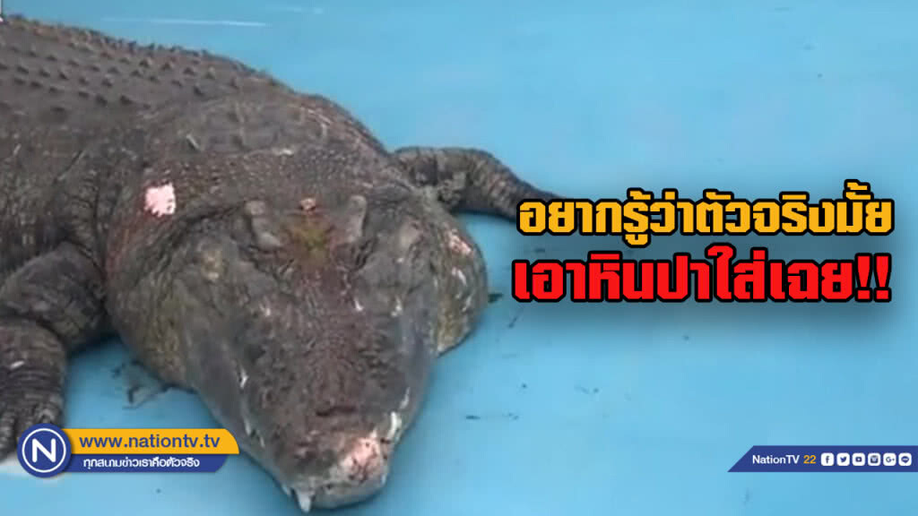 เอาซะเลือดซิบ!! นักท่องเที่ยวเอาหินปาจระเข้ เพราะไม่ชัวร์ว่าตัวจริงหรือไม่ เอาซะเลือดซิบ!! นักท่องเที่ยวเอาหินปาจระเข้ เพราะไม่ชัวร์ว่าตัวจริงหรือไม่