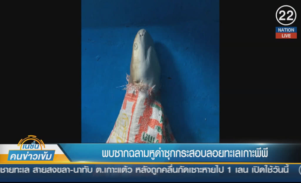 (คลิปข่าว) พบซากฉลามหูดำ ซุกกระสอบลอยทะเลเกาะพีพี