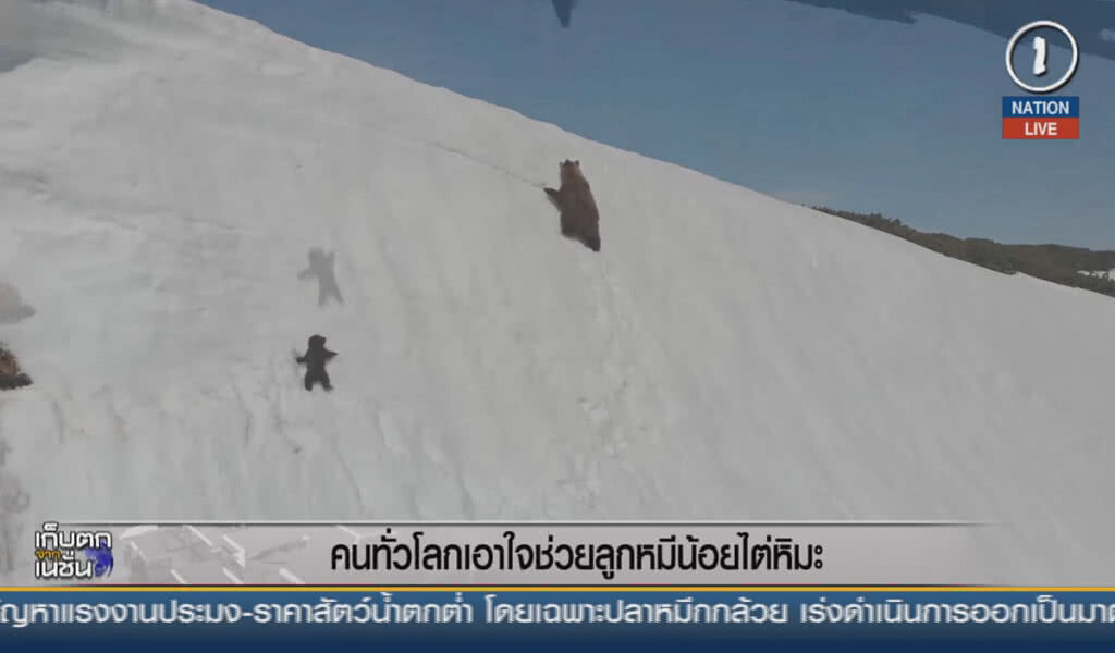 (คลิปข่าว) คนทั่วโลกเอาใจช่วยลูกหมีน้อยไต่หิมะ (คลิปข่าว) คนทั่วโลกเอาใจช่วยลูกหมีน้อยไต่หิมะ