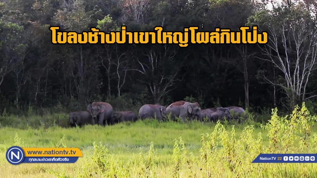 โขลงช้างป่าเขาใหญ่ โผล่กินโป่ง