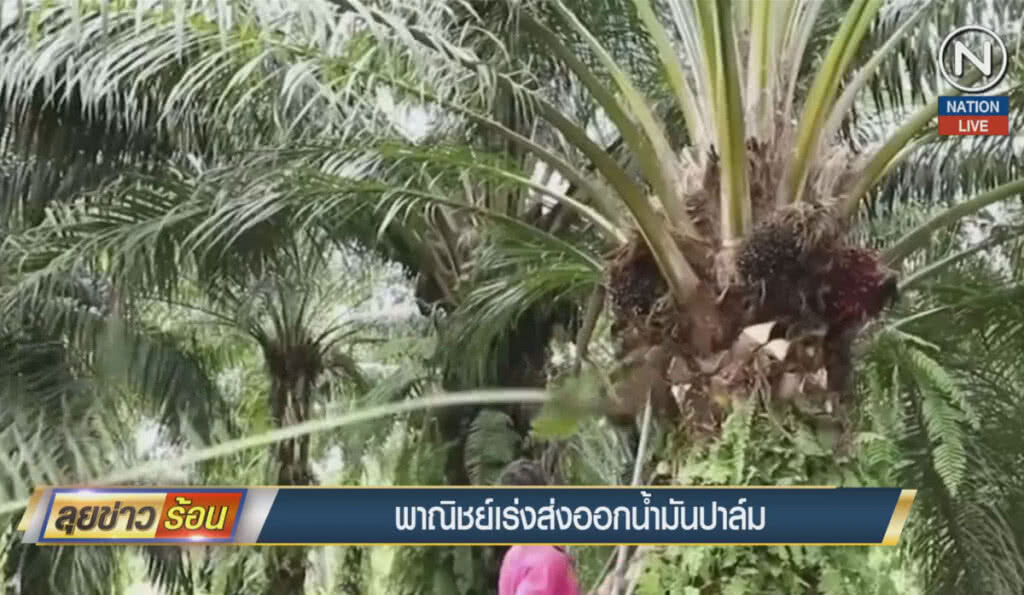 (คลิปข่าว) พาณิชย์เร่งส่งออกน้ำมันปาล์ม (คลิปข่าว) พาณิชย์เร่งส่งออกน้ำมันปาล์ม