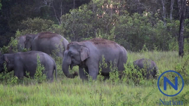 โขลงช้างป่าเขาใหญ่ โผล่กินโป่ง