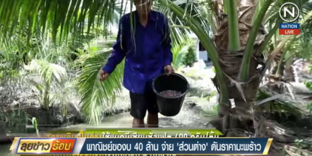 (คลิปข่าว) พาณิชย์ขอ 40 ล้าน จ่าย "ส่วนต่าง" ดันราคามะพร้าว