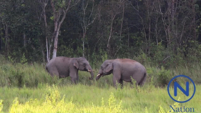 โขลงช้างป่าเขาใหญ่ โผล่กินโป่ง