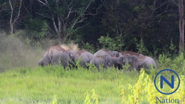 โขลงช้างป่าเขาใหญ่ โผล่กินโป่ง