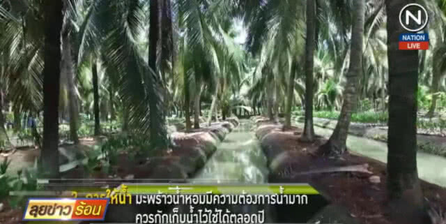 (คลิปข่าว) พาณิชย์ขอ 40 ล้าน จ่าย "ส่วนต่าง" ดันราคามะพร้าว