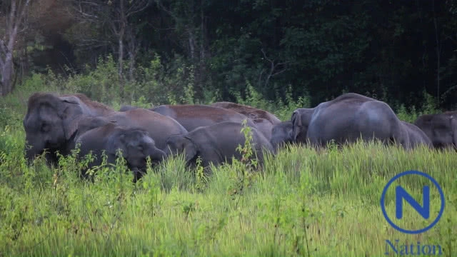 โขลงช้างป่าเขาใหญ่ โผล่กินโป่ง
