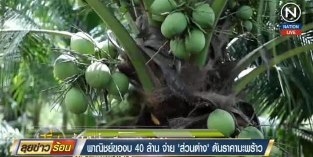(คลิปข่าว) พาณิชย์ขอ 40 ล้าน จ่าย "ส่วนต่าง" ดันราคามะพร้าว