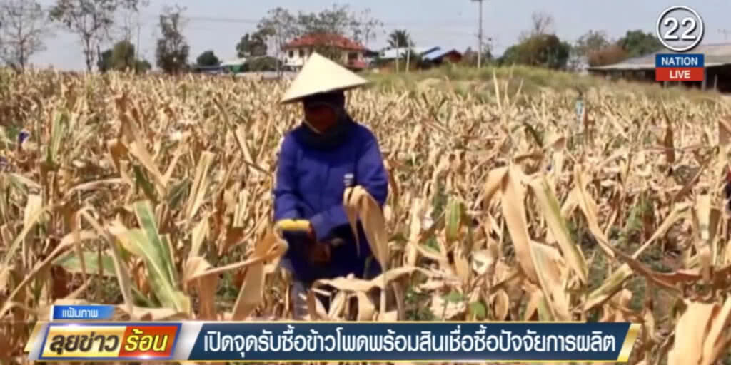(คลิปข่าว) เปิดจุดรับซื้อข้าวโพดพร้อมสินเชื่อซื้อปัจจัยการผลิต (คลิปข่าว) เปิดจุดรับซื้อข้าวโพดพร้อมสินเชื่อซื้อปัจจัยการผลิต