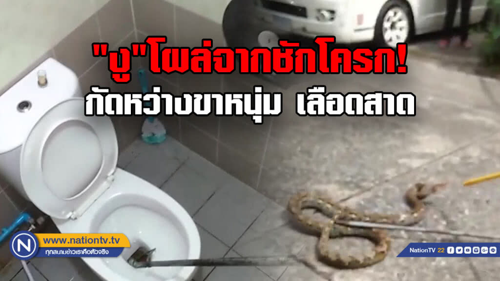 เตือนภัยใกล้ตัว! "งู"โผล่จากชักโครก กัดหว่างขาหนุ่ม เลือดสาด ขณะกำลังปลดทุกข์