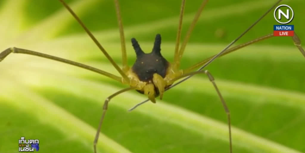 (คลิปข่าว) สุดสยอง...สัตว์ประหลาด "แมงมุมหัวหมา" (คลิปข่าว) สุดสยอง...สัตว์ประหลาด "แมงมุมหัวหมา"