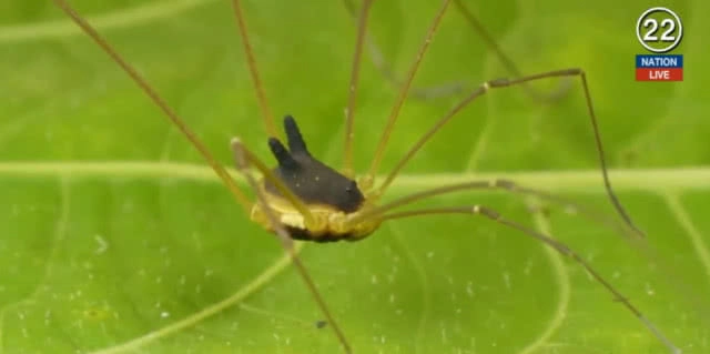 (คลิปข่าว) สุดสยอง...สัตว์ประหลาด "แมงมุมหัวหมา"