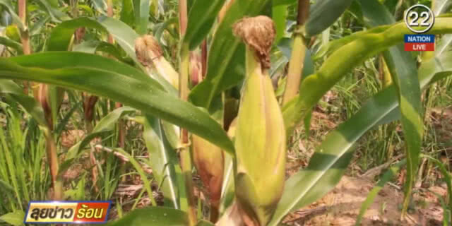 (คลิปข่าว) เปิดจุดรับซื้อข้าวโพดพร้อมสินเชื่อซื้อปัจจัยการผลิต