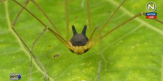 (คลิปข่าว) สุดสยอง...สัตว์ประหลาด "แมงมุมหัวหมา"