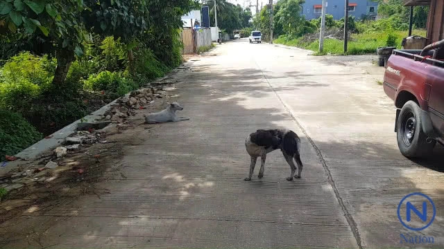 ชาวบ้านผุดไอเดีย "แขวนขยะ" บนที่สูงป้องกันหมาคุ้ยเขี่ย