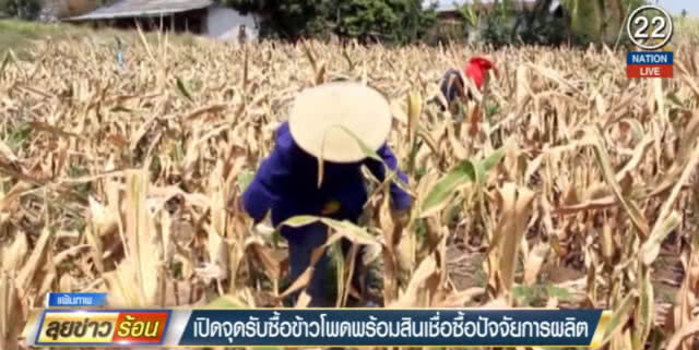 (คลิปข่าว) เปิดจุดรับซื้อข้าวโพดพร้อมสินเชื่อซื้อปัจจัยการผลิต