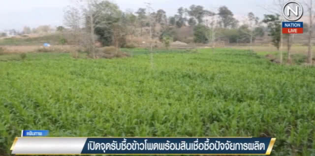 (คลิปข่าว) เปิดจุดรับซื้อข้าวโพดพร้อมสินเชื่อซื้อปัจจัยการผลิต
