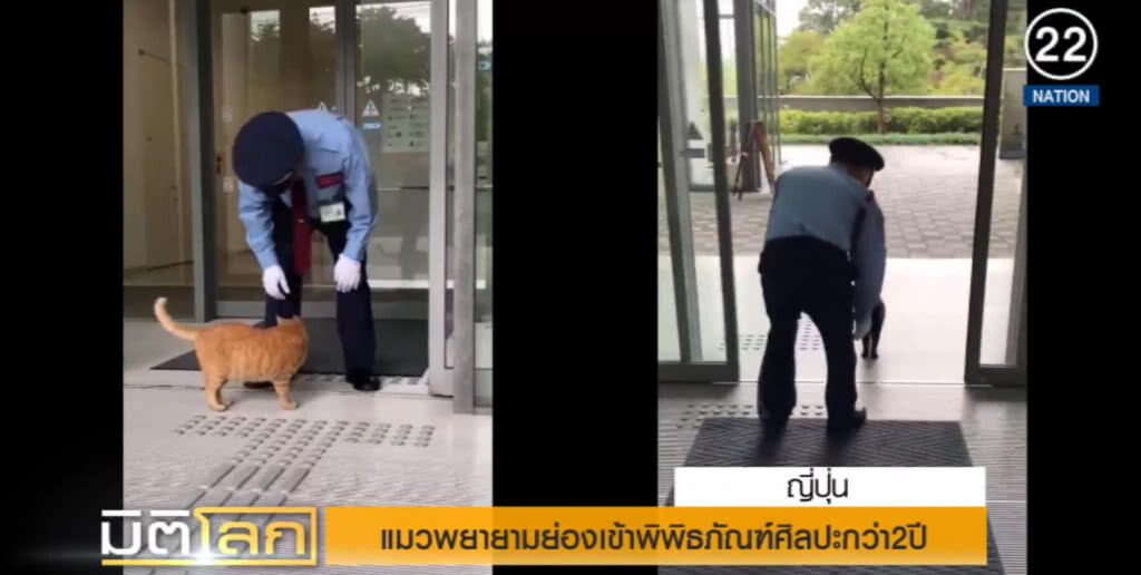 (คลิปข่าว) แมวพยายามย่องเข้าพิพิธภัณฑ์ศิลปะมากว่า 2 ปี แต่ถูกจับได้ทุกครั้ง