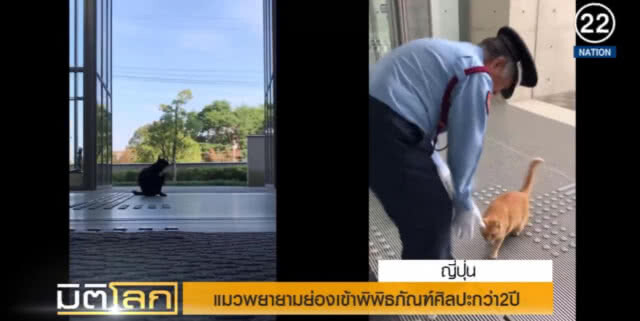 (คลิปข่าว) แมวพยายามย่องเข้าพิพิธภัณฑ์ศิลปะมากว่า 2 ปี แต่ถูกจับได้ทุกครั้ง