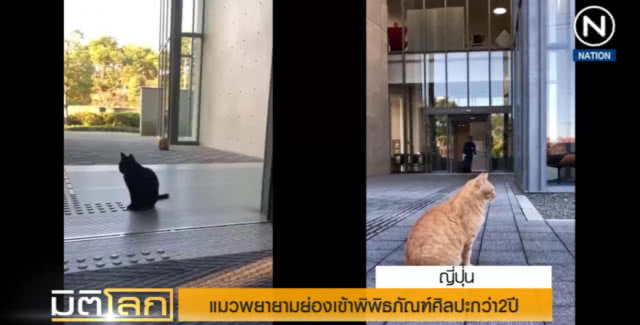 (คลิปข่าว) แมวพยายามย่องเข้าพิพิธภัณฑ์ศิลปะมากว่า 2 ปี แต่ถูกจับได้ทุกครั้ง