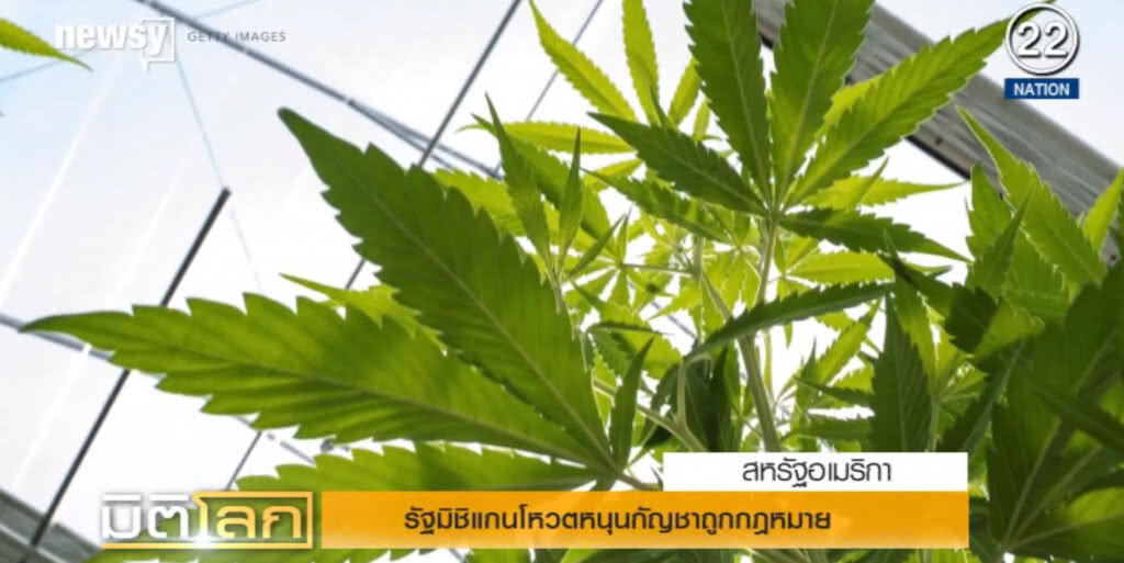 (คลิปข่าว) รัฐมิชิแกนโหวตหนุนกัญชาถูกกฎหมาย