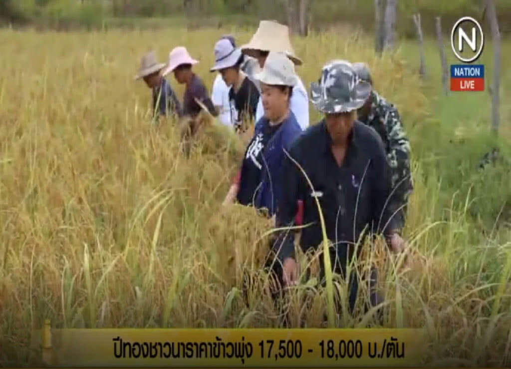 (คลิปข่าว) ปีทองชาวนาราคาข้าวพุ่งสูงถึง 17,500-18,000 บ./ตัน