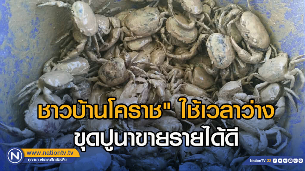 "ชาวบ้านโคราช" ใช้เวลาว่างขุดปูนาขายรายได้ดี "ชาวบ้านโคราช" ใช้เวลาว่างขุดปูนาขายรายได้ดี