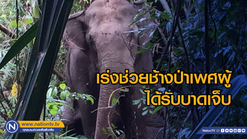 เร่งช่วยช้างป่าเพศผู้ได้รับบาดเจ็บ