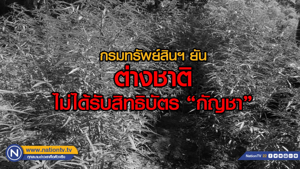 กรมทรัพย์สินทางปัญญา ยันต่างชาติไม่ได้รับสิทธิบัตร"กัญชา"