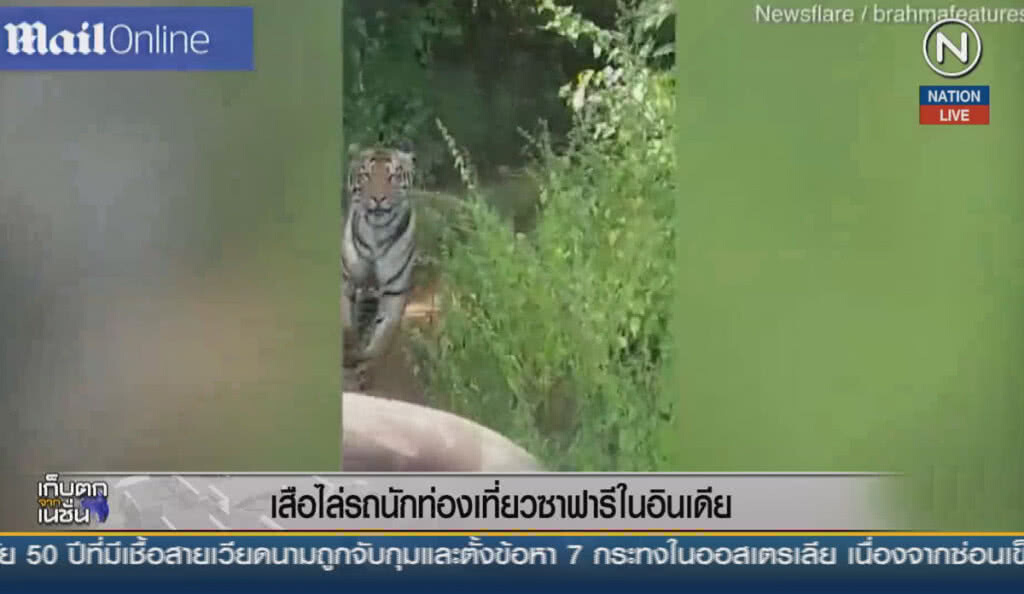 (คลิปข่าว) เสือวิ่งไล่รถนักท่องเที่ยวซาฟารีในอินเดีย (คลิปข่าว) เสือวิ่งไล่รถนักท่องเที่ยวซาฟารีในอินเดีย